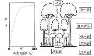 陽樹 種類|植物の名前一覧(生物基礎第4章『植生の多様性と分布』)